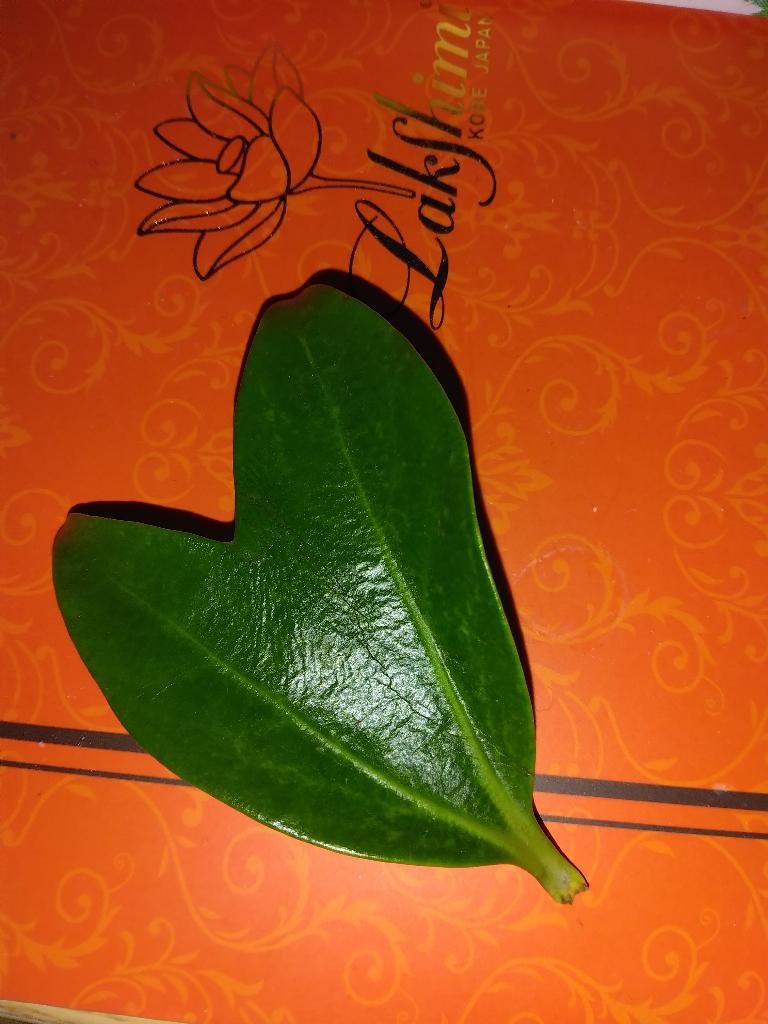 朝比奈（あさひな）